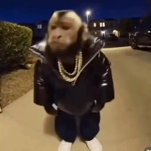 🦍Monkey Crazys🦧✨🤎Paola🤎✨ 3