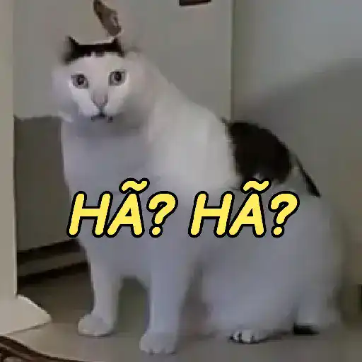 Tá bombando no TikTok 4 13