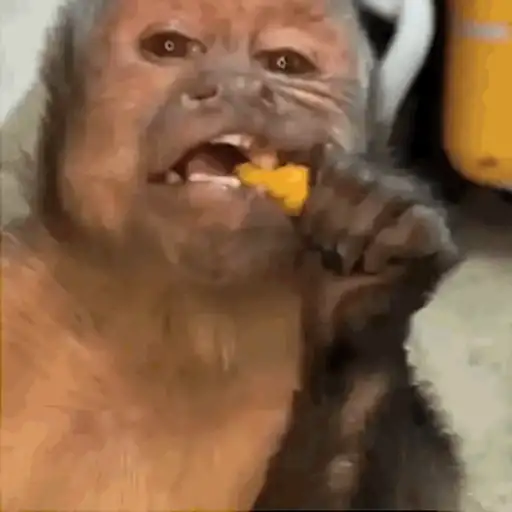 Mischangoz 5