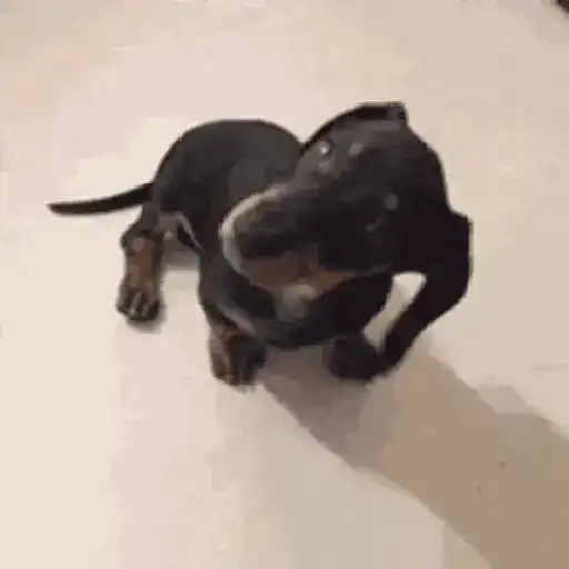 Perros salchicha 11
