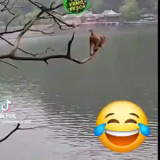 Vídeo 3