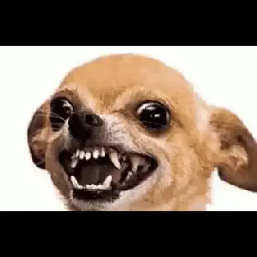 Risada 2