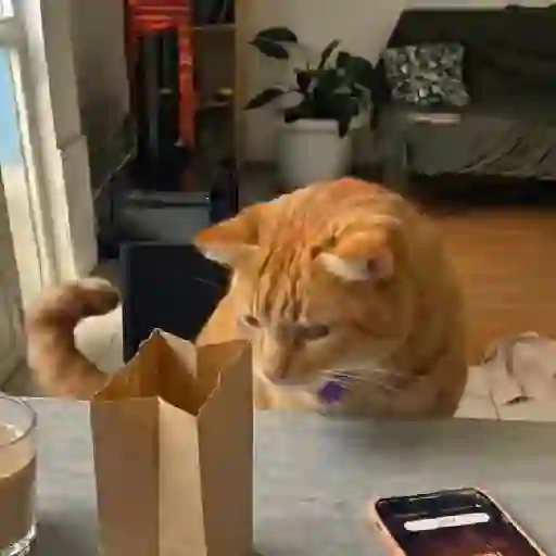Gato mods peda 15