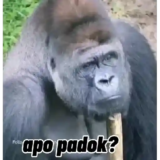 Lucu random 10