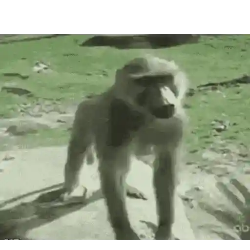 Jajajant 30