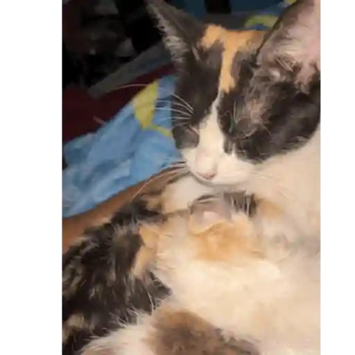 Gatos  7