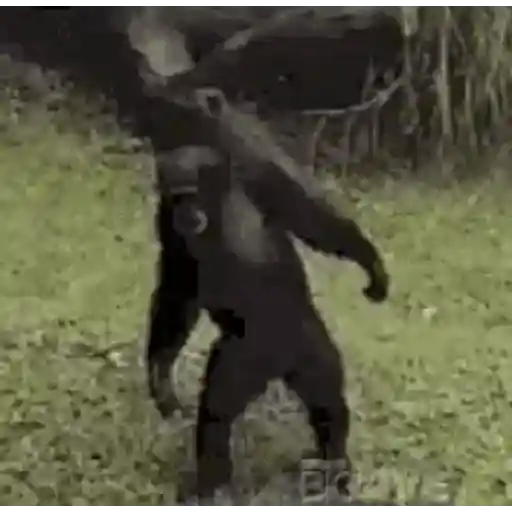Jajajant 29