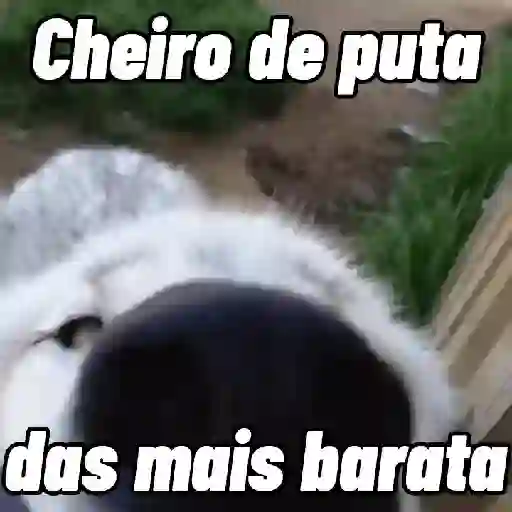 Animadas 2 4