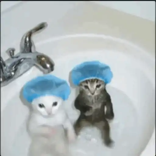 Gatos  8