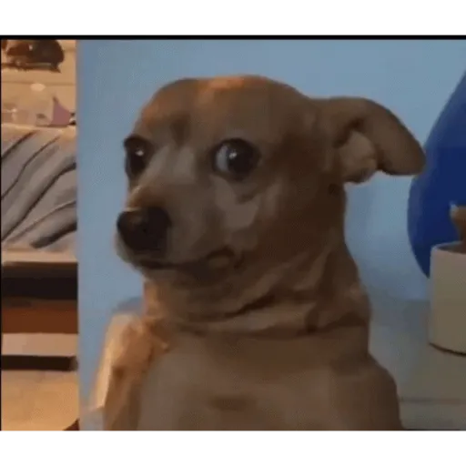 Animadas 2 11