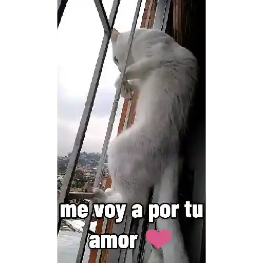 Gato yéndose 2