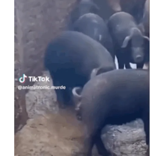 Gatos  5