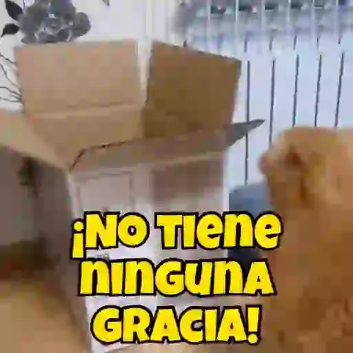 Mal humor 3