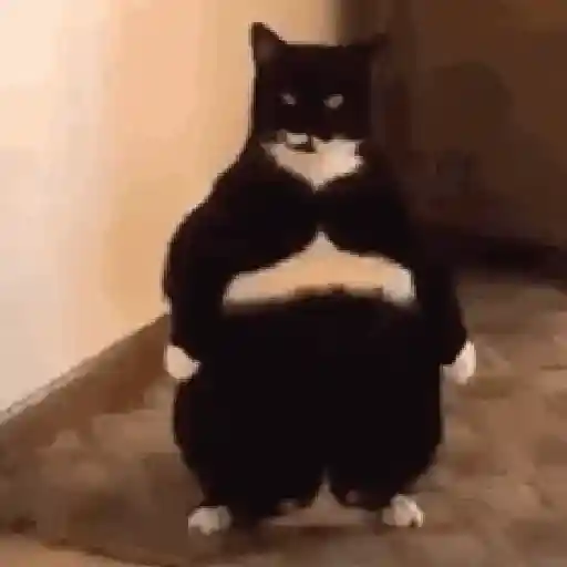 🐈‍⬛🐈😡 GATOS ENOJADOS 😡🐈🐈‍⬛ 13