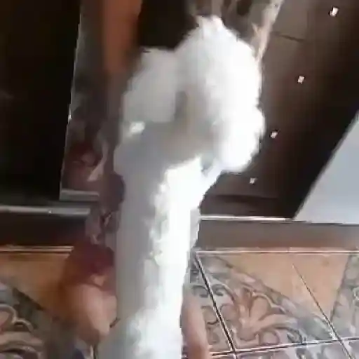 🎵 TIKTOKeando 10🎵 20