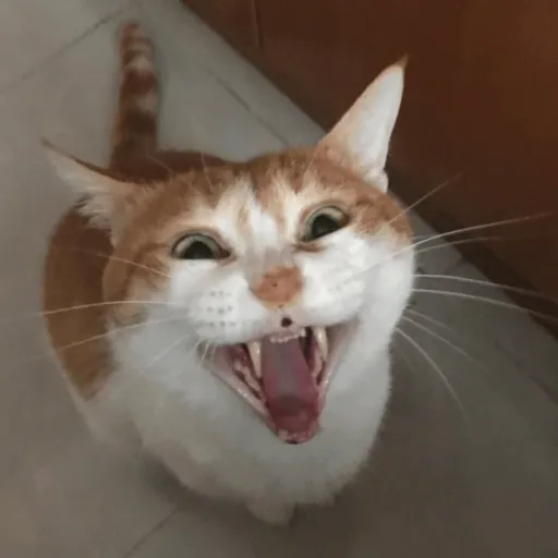 Gif Engraçados 4