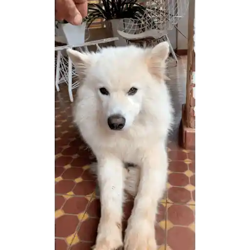 Dog 1