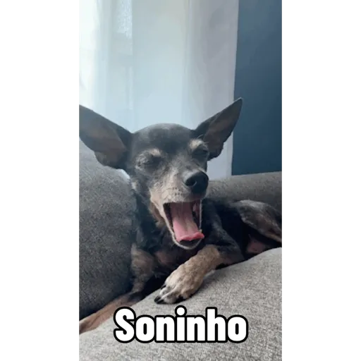 Animadas 27