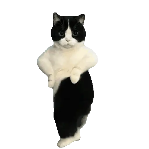 Gatitos ^_^ 5