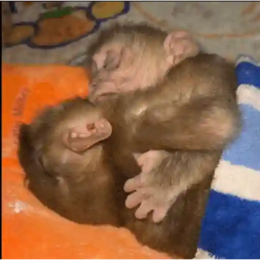 Monkeys 🙈 19