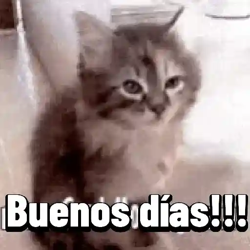 Gatitos ^_^ 19