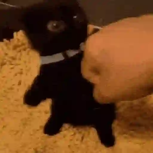 🐈‍⬛🐈😡 GATOS ENOJADOS 😡🐈🐈‍⬛ 20