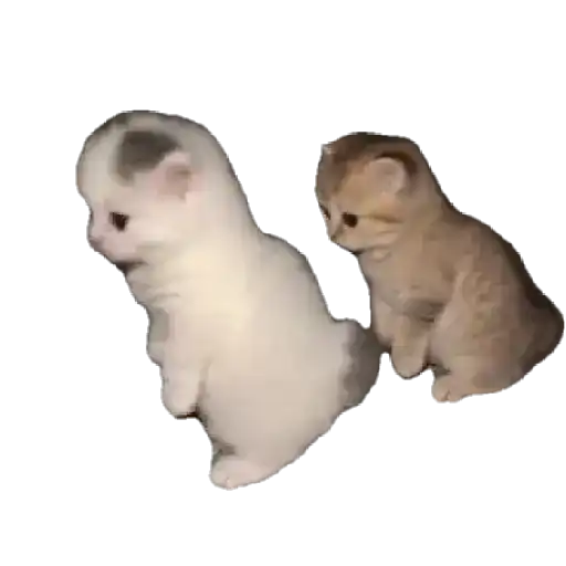 Gatitos ^_^ 21