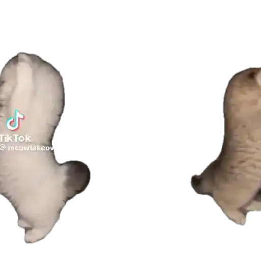 Gatitos ^_^ 22
