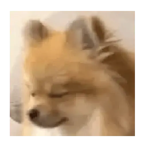 Cats and Dogs 😾🐶 10