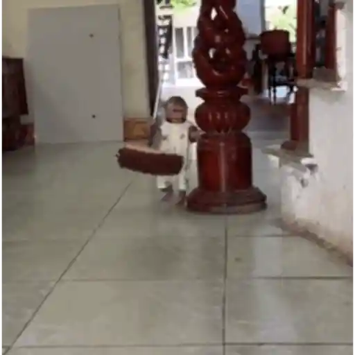 Monkeys 🙈 20