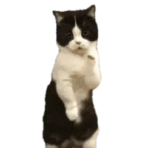 Gatitos ^_^ 6