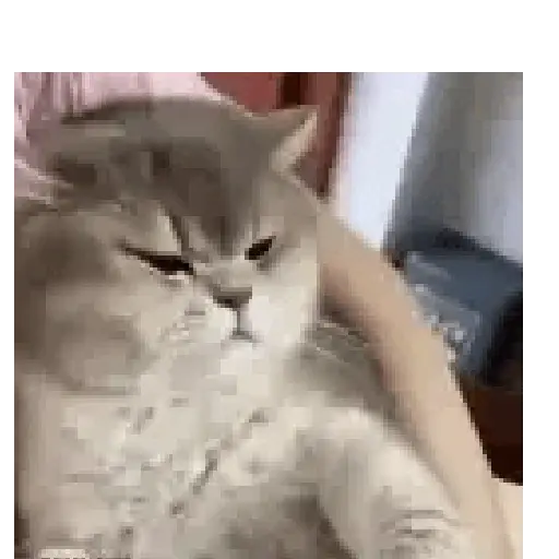 Cats and Dogs 😾🐶 7