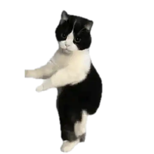 Gatitos ^_^ 7