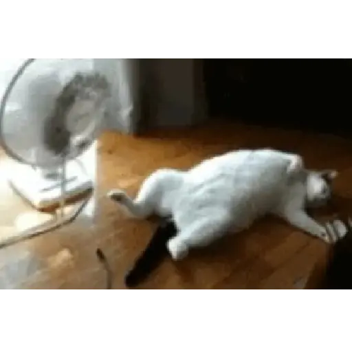 SED - CALOR - BAÑARSE 18
