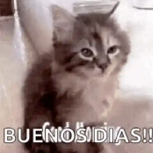 Gatitos ^_^ 17