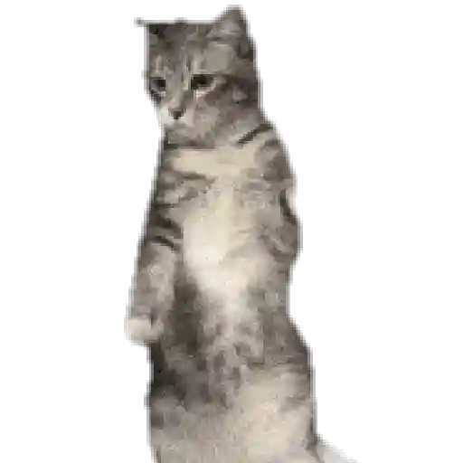Gatitos ^_^ 8