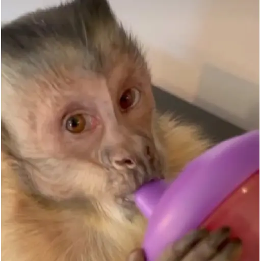 Monito giorgie🥰❤️💖🙈🍌 1