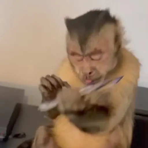 Monito giorgie🥰❤️💖🙈🍌 2