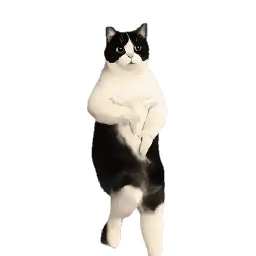 Gatitos ^_^ 14