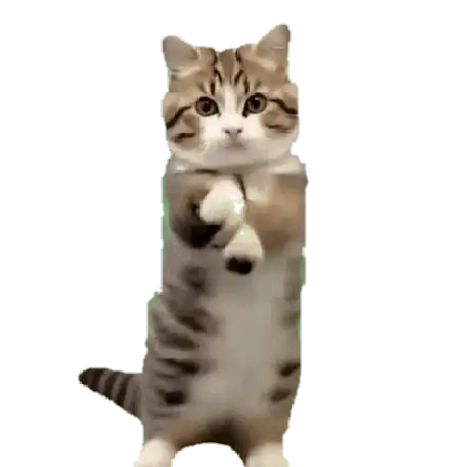 Gatitos ^_^ 15