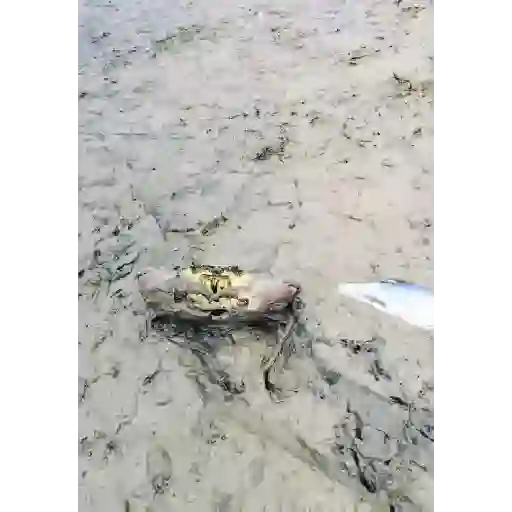 Animados chidos  1