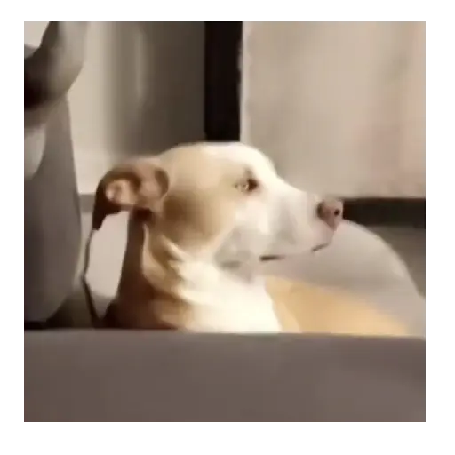 Cats and Dogs 😾🐶 12