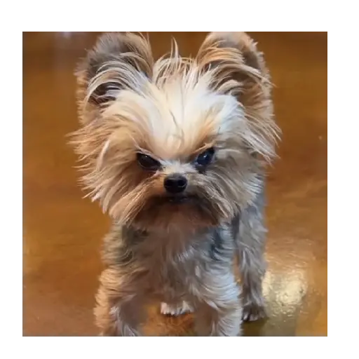 Cats and Dogs 😾🐶 4