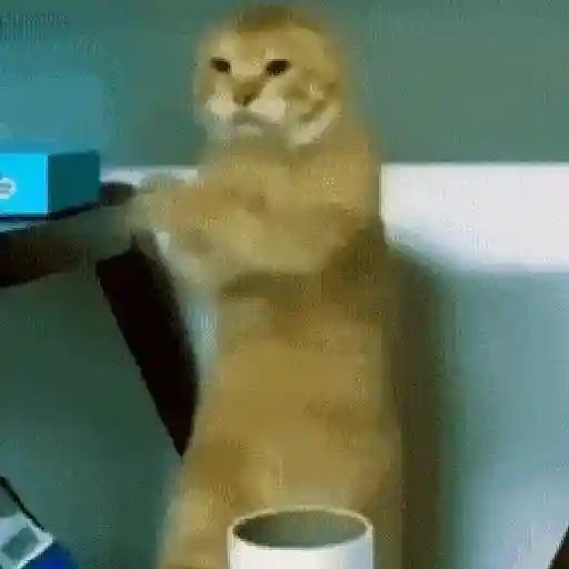🐈‍⬛🐈😡 GATOS ENOJADOS 😡🐈🐈‍⬛ 22