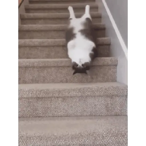 Gatitos ^_^ 20