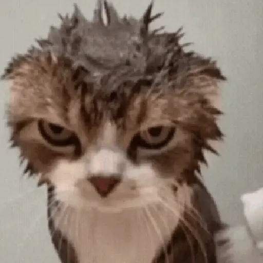 🐈‍⬛🐈😡 GATOS ENOJADOS 😡🐈🐈‍⬛ 21
