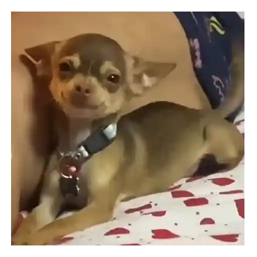 Perro loco pal chat 🐶🤪 11