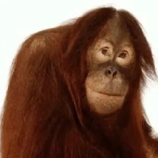 🐒 Monos Random TikTok 🐵🐒 16