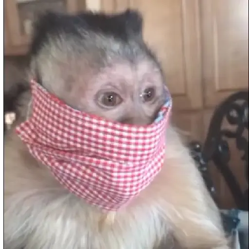 Monito giorgie🥰❤️💖🙈🍌 9
