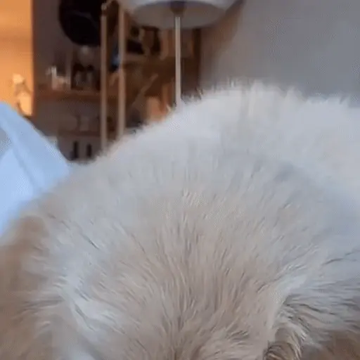 Perritos bonitos 🐶🐾💕 2